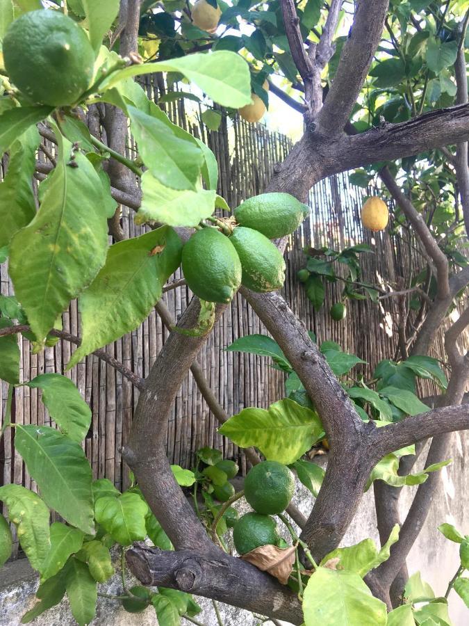 Dans Une Maison, Appartement Independant Et Jardin Perpignan Kültér fotó